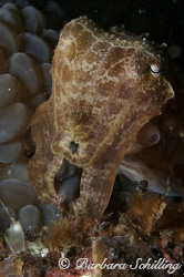 Cuttlefish showing off! Taken with a Canon EOS 20D, 60 mm... by Barbara Schilling 
